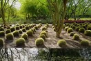 Sunnylands: Ένας υπέροχος κήπος γεμάτος με κάκτους