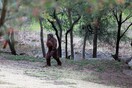 Τον πυροβόλησε γιατί πίστευε πως ήταν ο Bigfoot