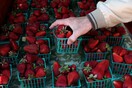 Βελόνα μέσα σε φράουλες σε σουπερμάρκετ της Νέας Ζηλανδίας