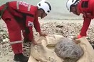Ινδονησία: Εθελοντές έσωσαν δεκάδες χελώνες που χτυπήθηκαν από το τσουνάμι