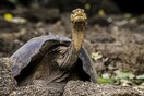 Ο «Μοναχικός Τζορτζ», η μακρόβια γιγάντια χελώνα, βοηθά ακόμη τους επιστήμονες στα μυστικά της μακροζωίας