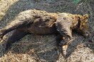 Nυμφαίο: Νεκρή αρκούδα από δηλητηριασμένο δόλωμα