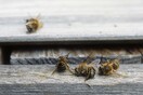 Η Ευρώπη μάλλον αποφάσισε πως πρέπει να σώσει τις μέλισσες με μια απόφαση που διχάζει