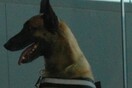 Ο σκύλος που ανακάλυψε 286.000 ευρώ κρυμμένα μέσα σε τρένο του Λουξεμβούργου