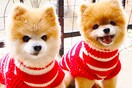 H μπίζνα της κλωνοποίησης σκύλων στη Νότια Κορέα