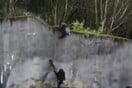 Χιμπατζήδες απέδρασαν από ζωολογικό κήπο με «κινηματογραφικό» τρόπο