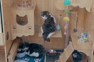 Καταφύγιο τεχνητής νοημοσύνης για γάτες: Όταν η φιλοζωία συναντά τον προγραμματισμό
