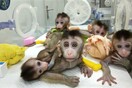 Κλωνοποίησαν γενετικά τροποποιημένες μαϊμούδες για να έχουν νευροψυχικές διαταραχές