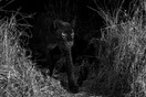 Σπάνια ομορφιά - Μαύρη λεοπάρδαλη εντοπίστηκε στην Αφρική μετά από 100 χρόνια