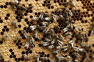 Οι μέλισσες ξέρουν να κάνουν πρόσθεση και αφαίρεση, ισχυρίζονται επιστήμονες