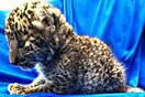 Νεογέννητη λεοπάρδαλη είχε κρύψει στο σάκο του ένας επιβάτης αεροπλάνου