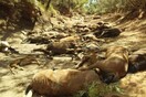 Αυστραλία: 40 άγρια άλογα νεκρά σε αυλάκι λόγω καύσωνα