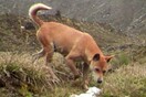 Ο σπανιότερος και αρχαιότερος σκύλος στον κόσμο ξαναεντοπίστηκε έξω στη φύση