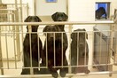 Οργή για έξι Λαμπραντόρ που θα θανατωθούν μετά το τέλος εργαστηριακού πειράματος στη Σουηδία