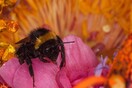 Άνθη και έντομα σε εξαιρετικά «προκλητικά» close-ups