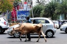 Ινδία: Ο πρωθυπουργός καταδικάζει τα λιντσαρίσματα μειονοτήτων στο όνομα της λατρείας της αγελάδας