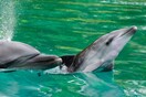 Πώς η Γαλλία δείχνει τον δρόμο για το τέλος στα σόου με δελφίνια και όρκες