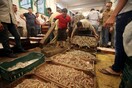 Έρευνα: Δέκα εκατομμύρια τόνοι ψαριών πετιούνται πίσω στη θάλασσα κάθε χρόνο
