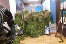 Mεγάλη φυτεία χασίς εντοπίστηκε στη Φθιώτιδα