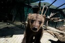 Ο «Αρκτούρος» υιοθέτησε δύο αξιολάτρευτα ορφανά αρκουδάκια από το Μαυροβούνιο