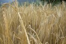 Διάβασαν το DNA του κριθαριού-Πώς θα επηρεαστούν η μπίρα και το ουίσκι