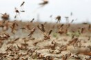 Σε κατάσταση έκτακτης ανάγκης ο Άγιος Ευστράτιος εξαιτίας των ακρίδων