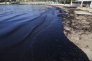 Αρνητικά για υδρογονάνθρακες τα πρώτα δείγματα οστράκων από τον Σαρωνικό