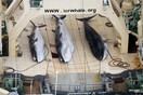 Ιάπωνες σκότωσαν 177 φάλαινες - Ολοκληρώθηκε η κατακριτέα ετήσια «παράδοση» σφαγής φαλαινών