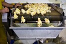 Τι είναι τα αυγά «χωρίς θάνατο» που μόλις κυκλοφόρησαν για πρώτη φορά παγκοσμίως