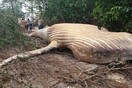 Μυστήριο στον Αμαζόνιο - Βρήκαν νεκρή φάλαινα στο δάσος
