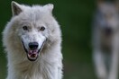 Ιατροδικαστής: Λύκοι κατασπάραξαν την Βρετανίδα στη Ροδόπη