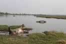 Τι σκότωσε ξαφνικά 100 ιπποπόταμους σε μια λίμνη της Ναμίμπια