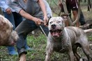 Μέσα στο σκοτεινό σύμπαν των παράνομων κυνομαχιών