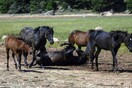 Φρίκη στη Θεσπρωτία με τα νεκρά άλογα- Τα πυροβολούν με κυνηγετικό όπλο