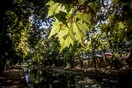 Εθνική καμπάνια για να διασωθεί ο πλάτανος- Έχουν καταστραφεί εκατοντάδες χιλιάδες δέντρα