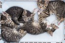 Οργή για τη γυναίκα που σκότωνε γάτες και δημοσίευσε συνταγές για φόλες στο Facebook