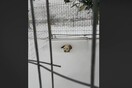 To εξοργιστικό βίντεο με τον σκύλο στην παγωμένη Λήμνο - Τον άφησαν δεμένο στο χιόνι