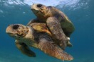 Καλά νέα για τις θαλάσσιες χελώνες: Οι παγκόσμιες προσπάθειες προστασίας αποδίδουν καρπούς και στην Ελλάδα