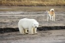 Μικρή πολική αρκούδα βρέθηκε 700 χιλιόμετρα μακριά από την Αρκτική