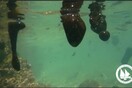 Να πώς είναι σήμερα ο βυθός στη Σαλαμίνα -ΒΙΝΤΕΟ