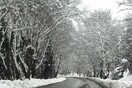 Έντονη χιονόπτωση στη Θεσσαλία- Σε ορισμένα σημεία το χιόνι ξεπερνά τα 20 εκατοστά
