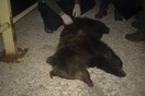 Αυτή είναι η τρίτη αρκούδα που σκοτώνεται φέτος στο Κλειδί Αμυνταίου