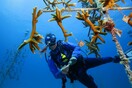Οι κοραλλιογενείς ύφαλοι σε ολόκληρο τον πλανήτη βρίσκονται στο χείλος του αφανισμού