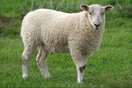 Έγραψαν 15 πρόβατα ως μαθητές σε σχολείο στη Γαλλία γιατί κινδύνευε να κλείσει