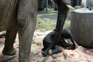 Ελεφαντάκι γεννήθηκε σε ζωολογικό κήπο της Γερμανίας μπροστά στους επισκέπτες