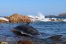 Έγκυος φάλαινα ξεβράστηκε στη Σαρδηνία με 22 κιλά πλαστικό στο στομάχι της