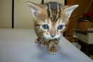 ΗΠΑ: Σταματά η θανάτωση για χιλιάδες γάτες σε εργαστήρια - Οι τελευταίες που επέζησαν θα υιοθετηθούν