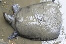 Πέθανε γιγαντιαία χελώνα σπανιότατου είδους - Απέμειναν μόνο τρεις ζωντανές