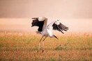 Διεθνής εκστρατεία για την παρακολούθηση της μετανάστευσης 7 ειδών πουλιών