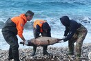 Τι απαντούν οι Τούρκοι για τα νεκρά δελφίνια κατά τη διάρκεια της άσκησης «Γαλάζια Πατρίδα»